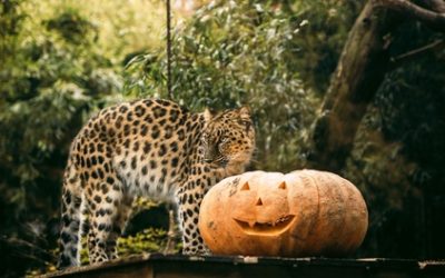 Célébrer Halloween au parc d’attractions Bellewaerde à Ypres du 2 au 7 novembre 2021