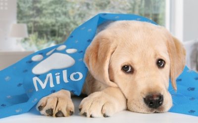Personalised Dog Blanket in Choice of Size from Printerpix (Up to 93% Off)