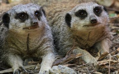 Meerkat Experience for Two or Four at Eagle Heights (Up to 62% Off)