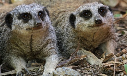 Meerkat Experience for Two or Four at Eagle Heights (Up to 62% Off)